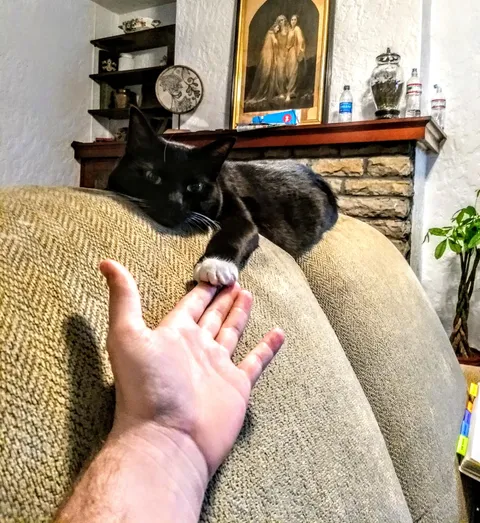 My cat holds my hand and stays with me when I'm feeling down.