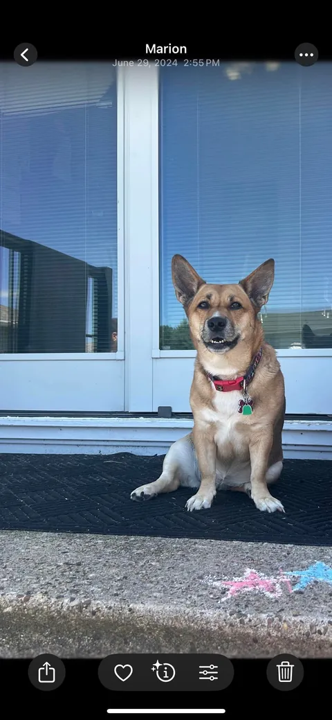 My German Shepherd Corgi Her name is Nana She’s 8 yrs young.