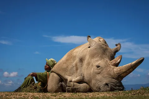One of the two remaining northern white rhinos in the world, guarded 24 hours a day to guard against poachers Photo: Matjaz Krivic source: National Geographic