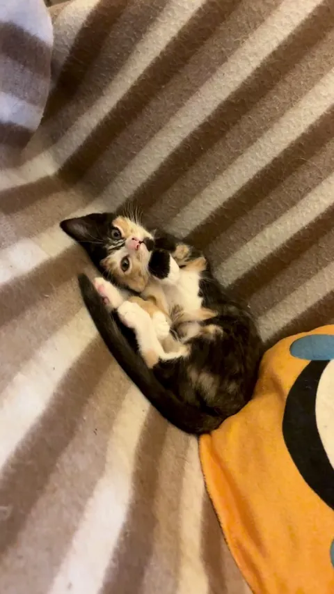 Little yawn by little Lily