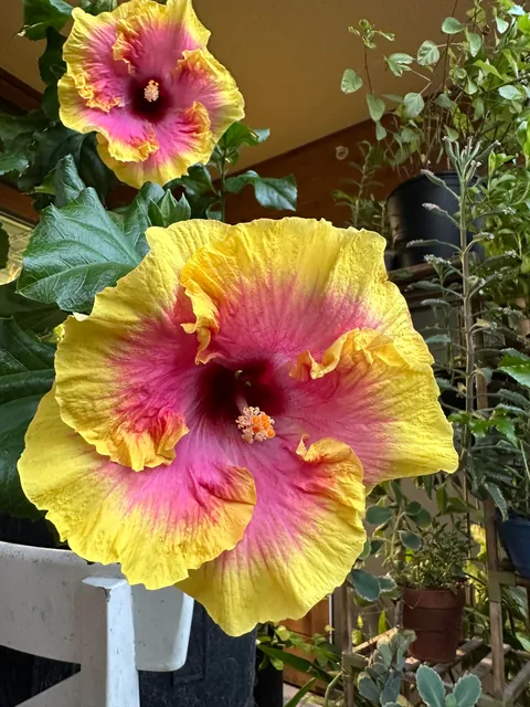 Pink Lemonade Hibiscus