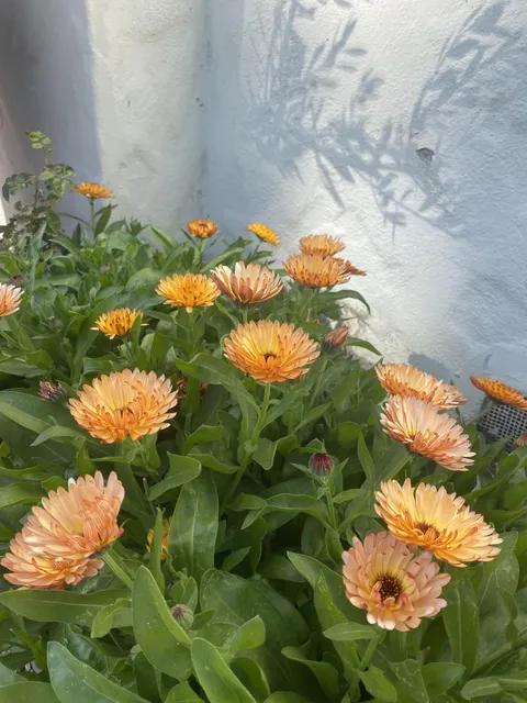 My Mom died and I spread her ashes here in my yard and these flowers grew a few months later (weren’t planted).