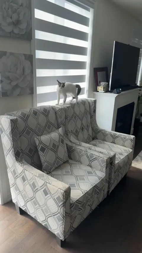 Does this seem like normal kitty behaviour?