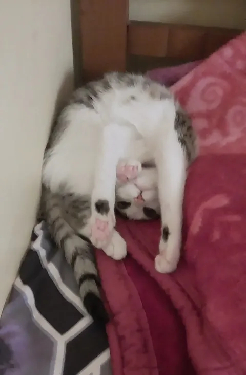 I think Yuki just discovered a new yoga pose😸🙂‍↕️