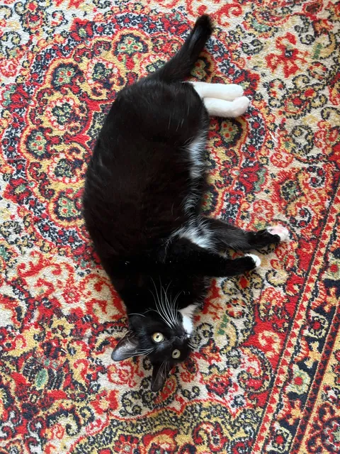 My cat was always skinny, but then... I took her to my grandmother