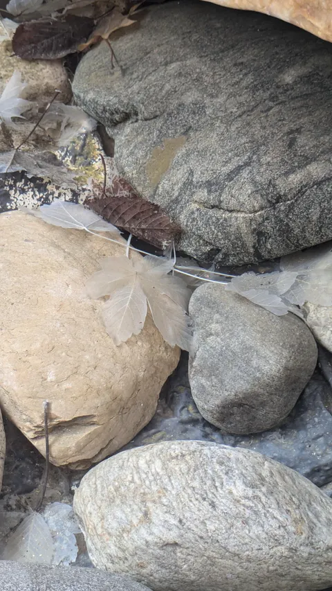 Fallen leaves that went completely translucent inside a fountain 