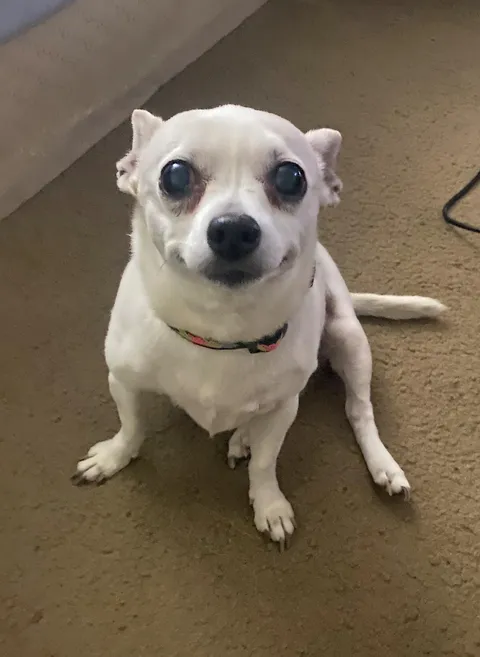 I don’t understand why some people don’t like chihuahuas.