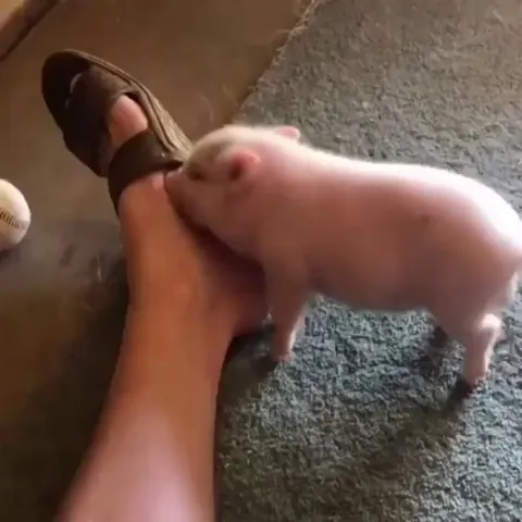 Lmao looks like somebody love scratching!