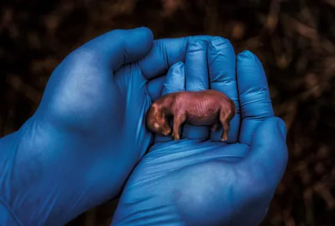 A scientist holds the 70-day-old fetus of a rhino conceived through in vitro fertilization.
