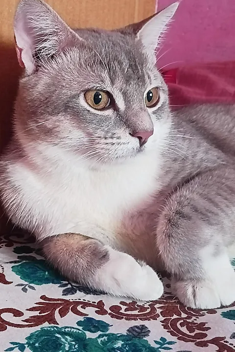 The last food you ate is what I’m calling him.