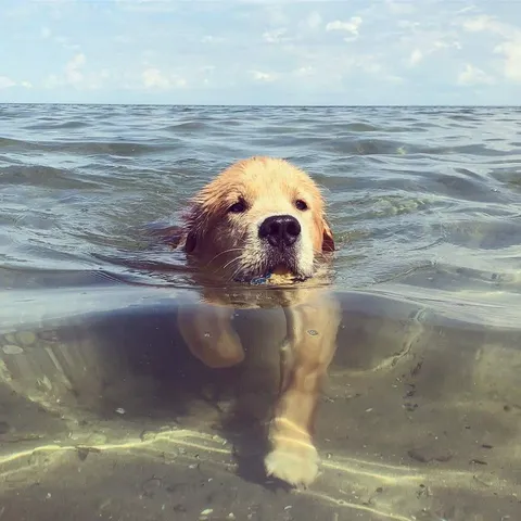 Golden Pupper Out For a Swim