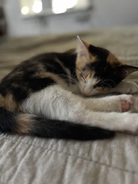 We couldn’t not take this little stray home with us.