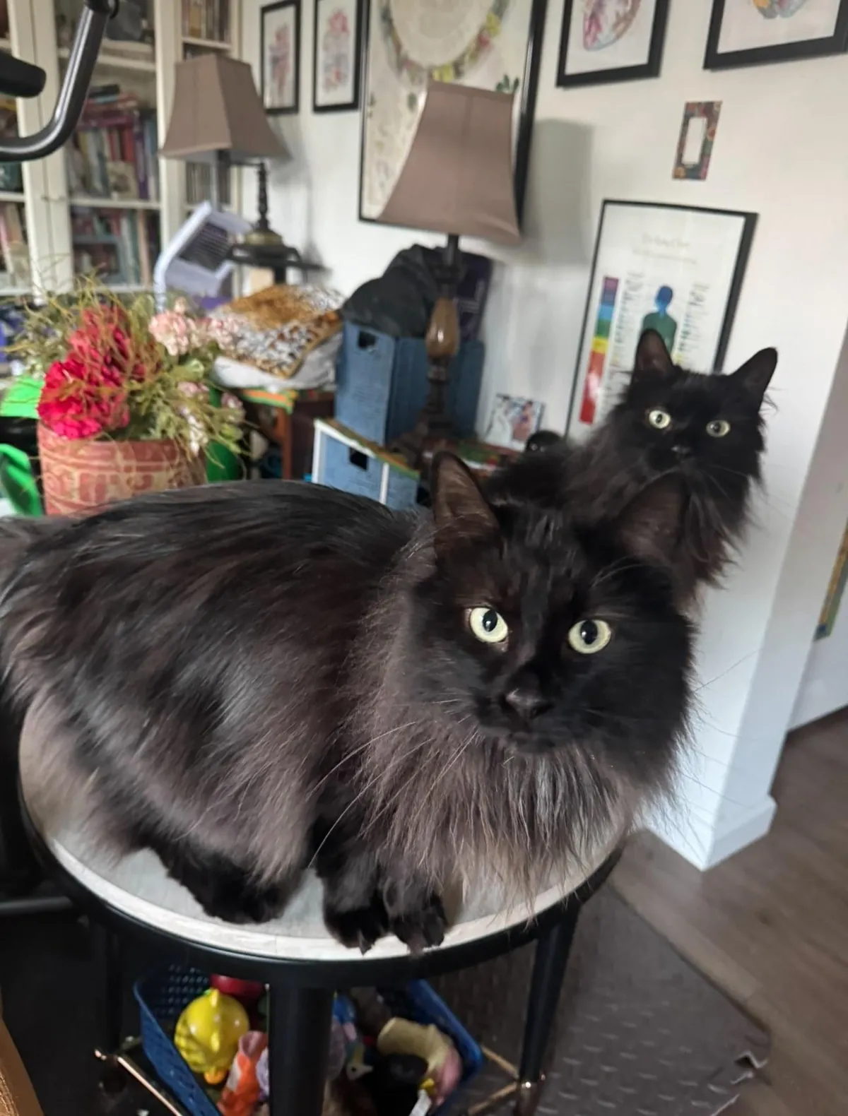 my twin maine coon babies