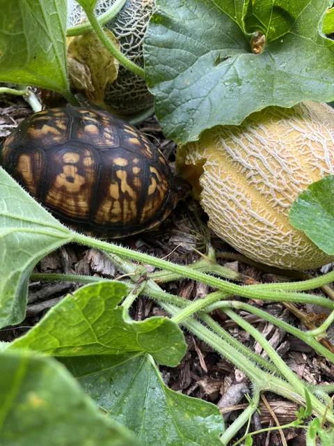 My first ripe cantaloupe.