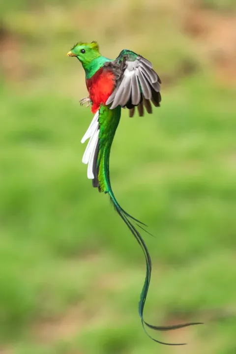 🔥A beautiful Resplendent Quetzal