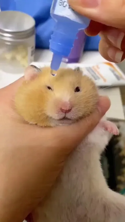 Veterinarian give eyes drops to an hamster