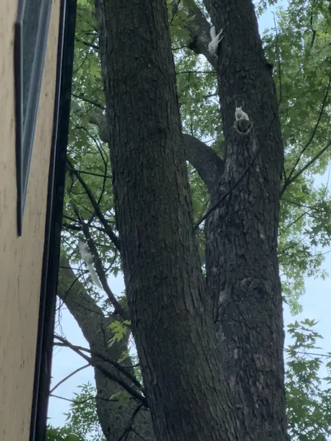 Saw 3 albino baby squirrels in my backyard