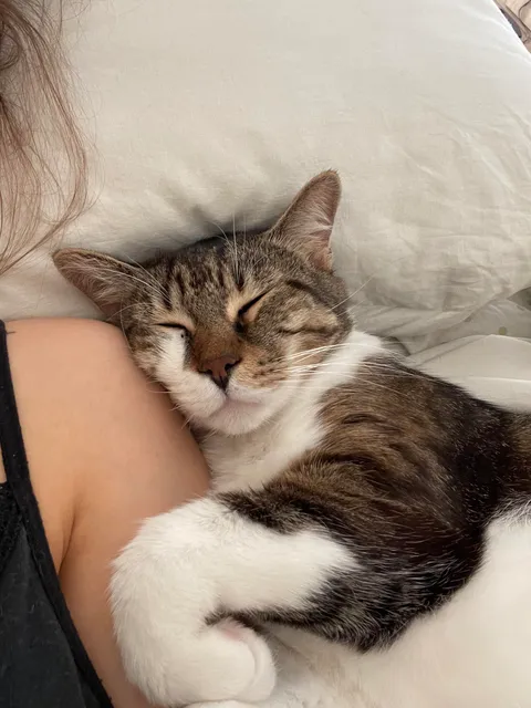 sometimes I’m deeply convinced he’s actually a human in a cat body