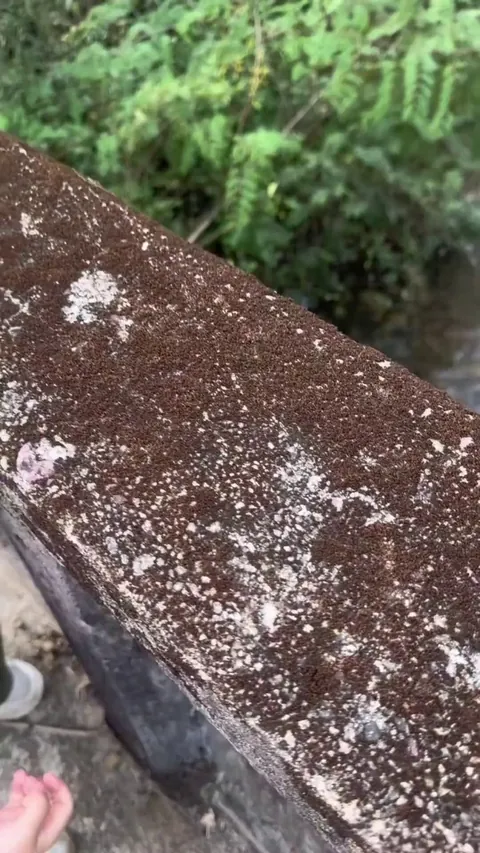 pouring water on dried moss