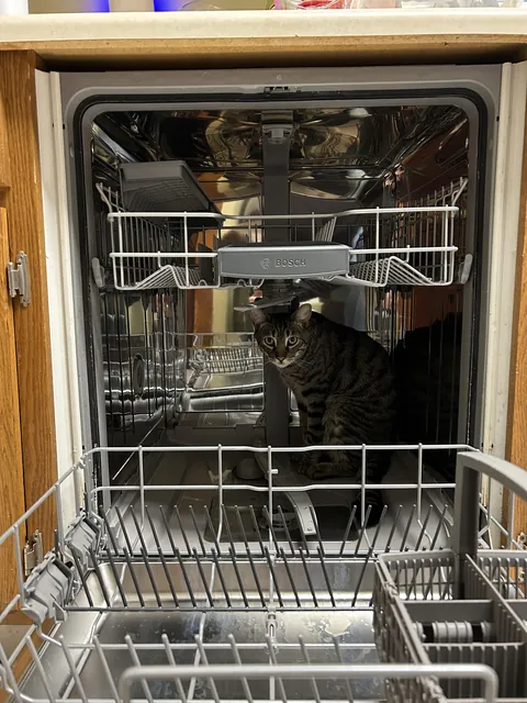 Are cats dishwasher safe?