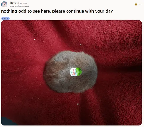 If the election is stressing you out, here are more drawings of some of your goofiest rats