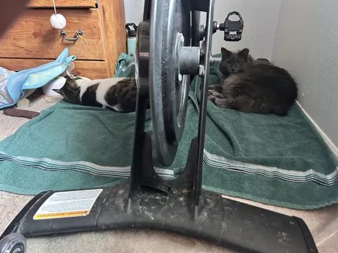 They know when I’m about to work out and sabotage me!