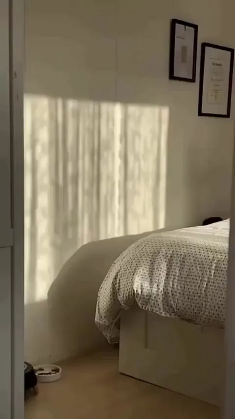 Cat Thinking It's a Shadow Boxer