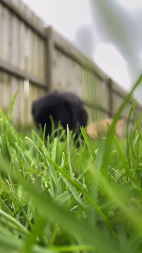 It’s a Labrasaurus Rex!