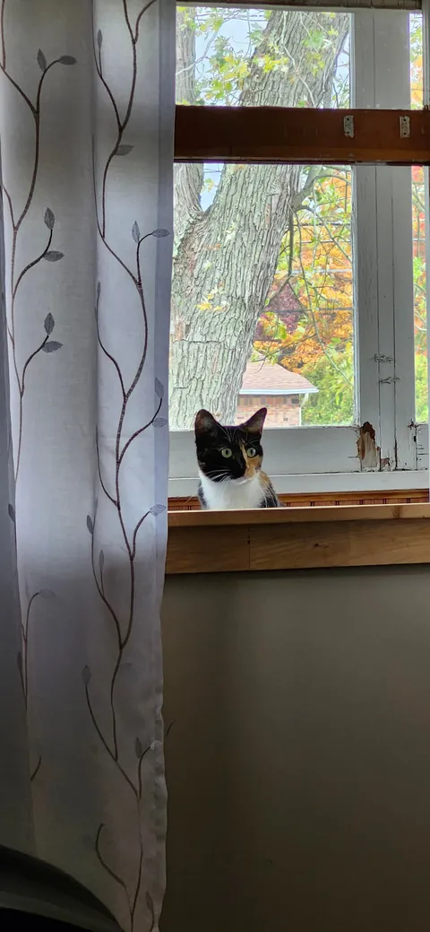 My girlfriend says im obsessed with my cat cause i takes too many pictures