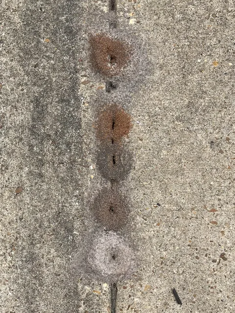 Neighboring ant hills, each made of different colors of dirt