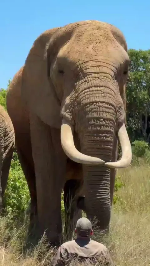 🔥 Man lost in wonder in the presence of this gentle giant