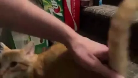 One purr to rule them all