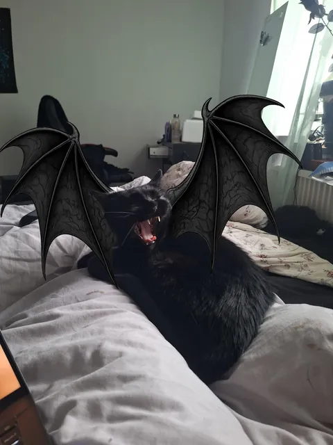 Oh hell yeah. I finally got a yawn pic💜. You know what that means...