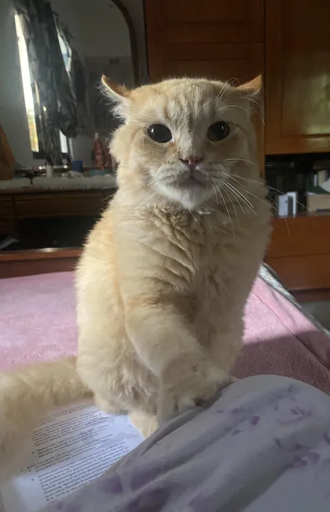 Why is his ears like that when he stares at me o ko