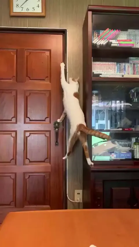 The cat has a very clear logic. I'm shocked