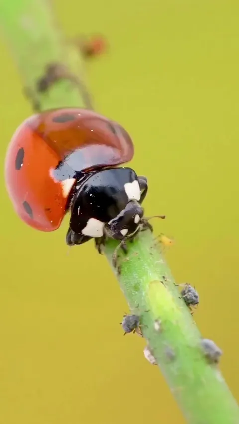Ladybug on Patrol: Nature’s Tiny Aphid Predator in Action