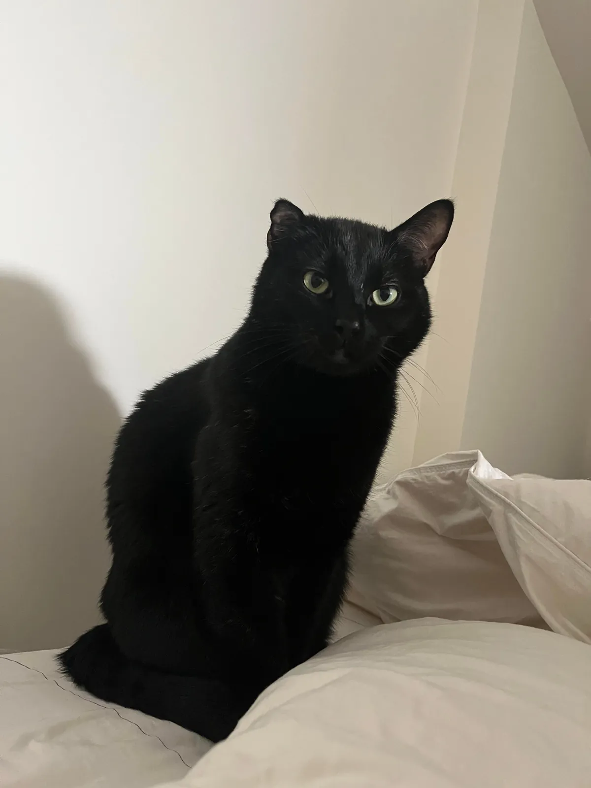 Two weeks without you 🐈‍⬛