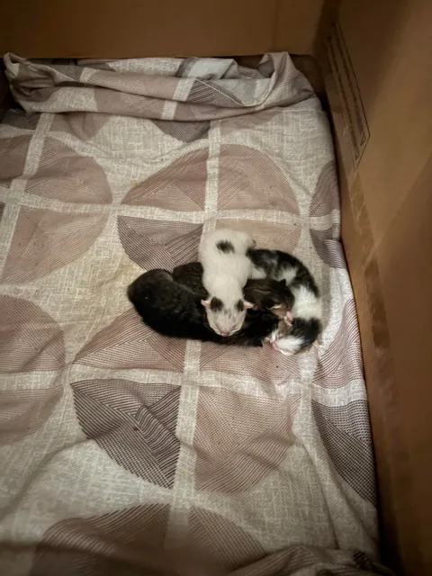 I’m a Grandmother 👵🏽 🐱