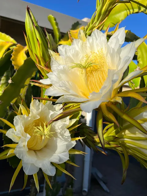 Such beauty - Costa Rica Dragon Fruit Flowers