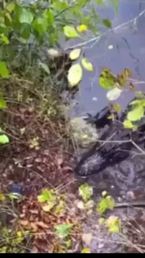 He dropped his phone in front of an alligator and it ate it.