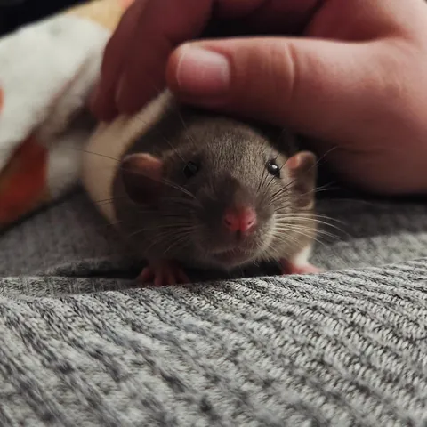 POV you discovered the source of the egg smell