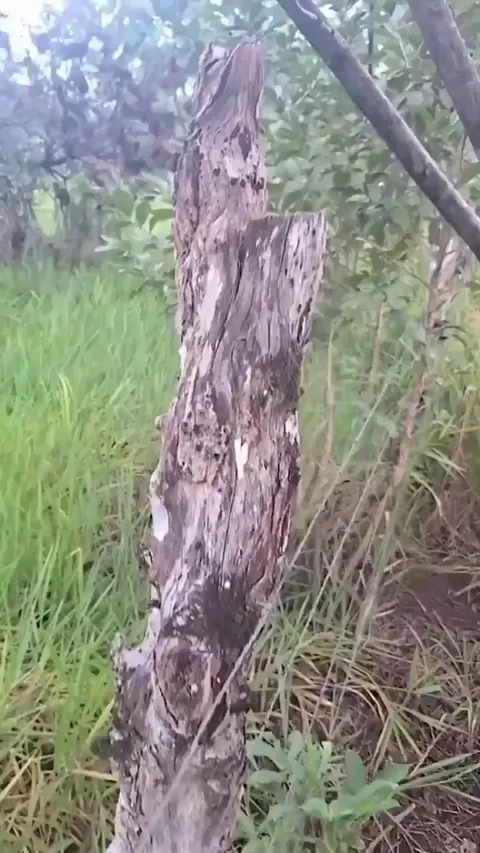 🔥Northern Potoo bird in Cota Rica, lays a single egg on a branch then camouflages to incubate.