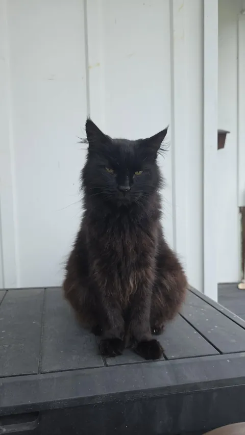 My scraggely old man Hocus