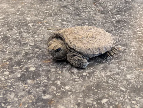 A baby snapping turtle made its way into my work