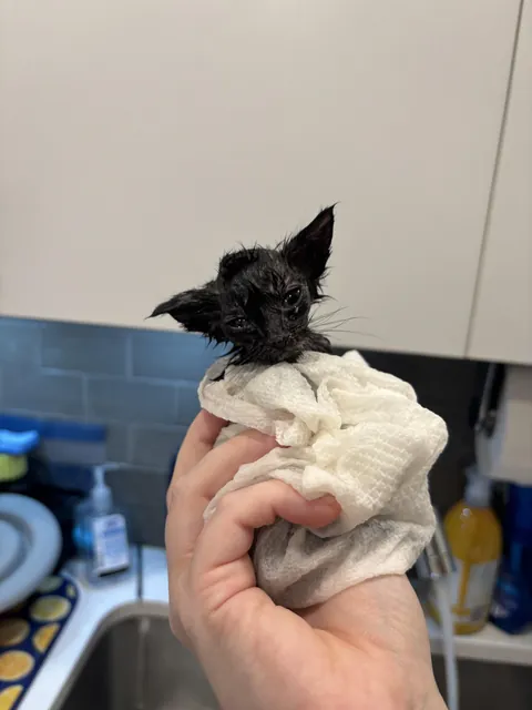 Tiniest of baby voids 🐈‍⬛