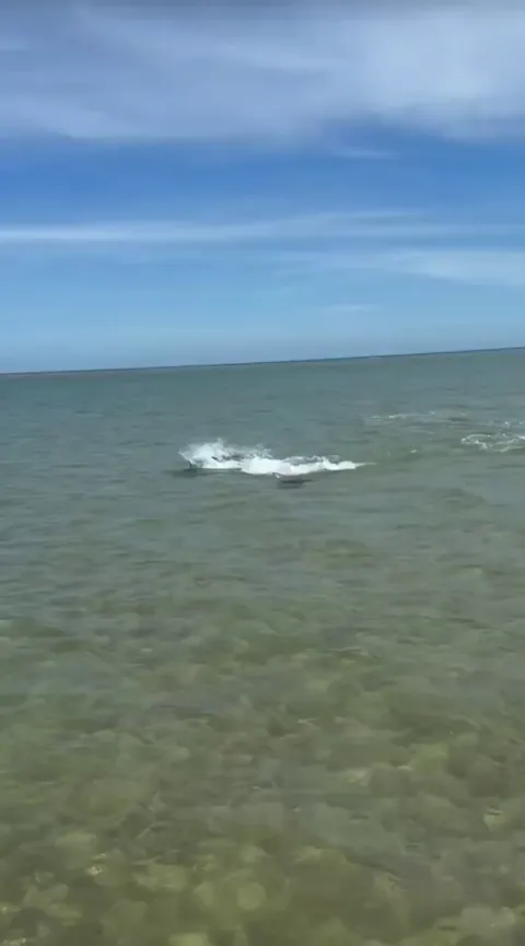 🔥Ray bamboozles Hammerhead with aerial acrobatics