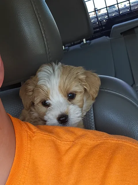 Picked up a new puppy the other day. Meet smore.