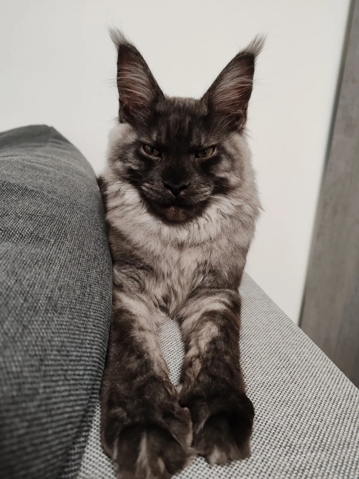 Théoden turned 6 months old