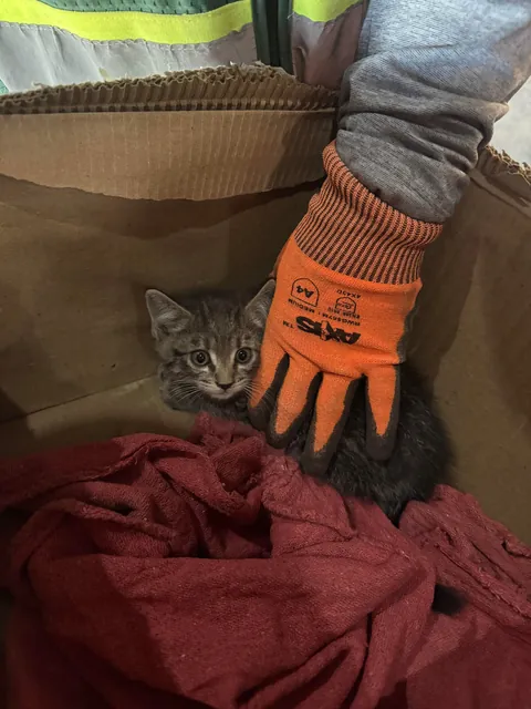 Rescued this little guy from being stuck in a forklift on a jobsite. Wasn’t even forklift certified.