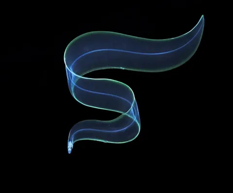 🔥 Transparent/translucent marine life during a blackwater dive off the coast of Kume Island, Japan 🔥